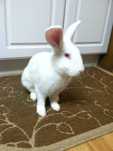 photo (1)